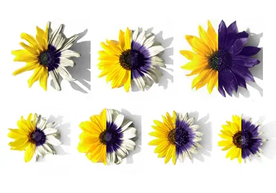 Sunflowers, in visible spectrum on left half (yellow colors) and UV spectrum on right half (purple and white colors). 